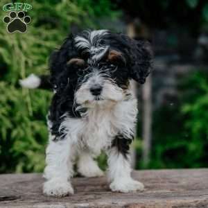 Peter, Cavapoo Puppy