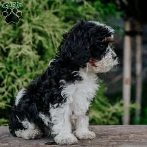 Peter, Cavapoo Puppy