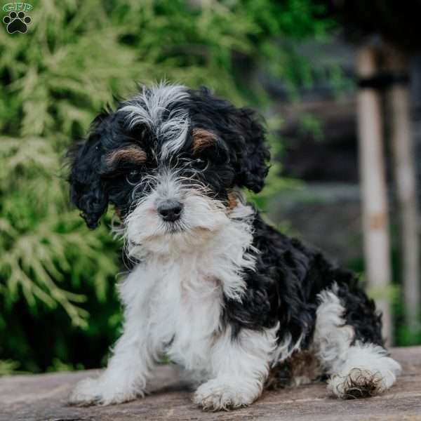 Peter, Cavapoo Puppy