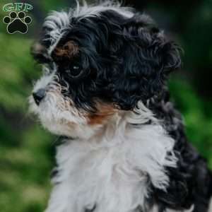 Peter, Cavapoo Puppy