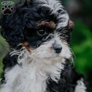 Peter, Cavapoo Puppy