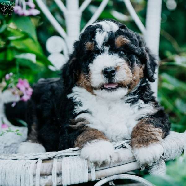 Sam, Mini Bernedoodle Puppy