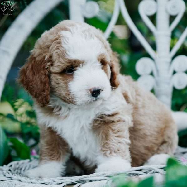 Skipper, Mini Bernedoodle Puppy