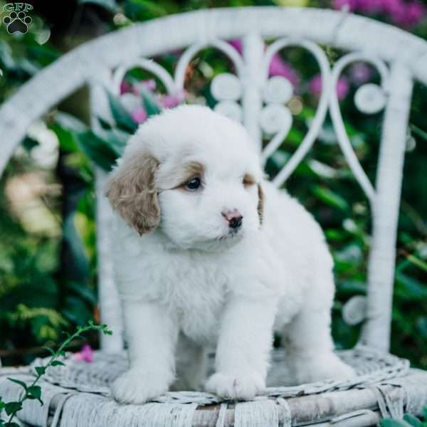 Solly, Mini Bernedoodle Puppy