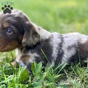 Stewart, Dachshund Puppy