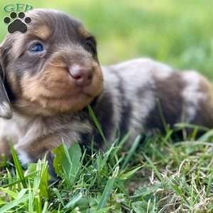 Stewart, Dachshund Puppy