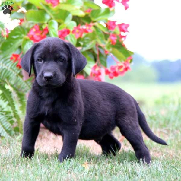 Mickey, Labrador Mix Puppy