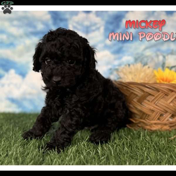 Mickey, Miniature Poodle Puppy