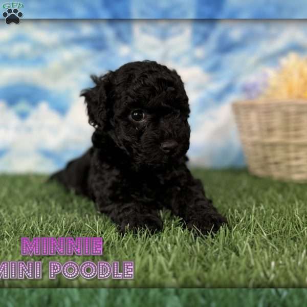 Minnie, Miniature Poodle Puppy