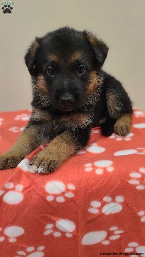 Orange - German Shepherd Puppy For Sale in Pennsylvania