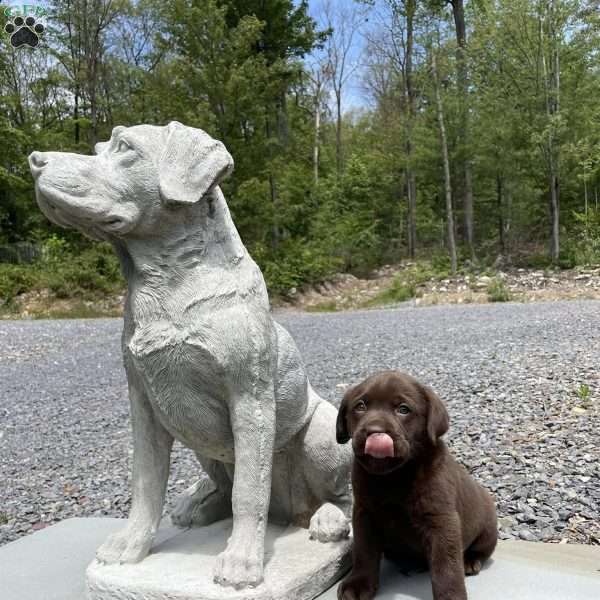 Hutzpah Jr, Chocolate Labrador Retriever Puppy