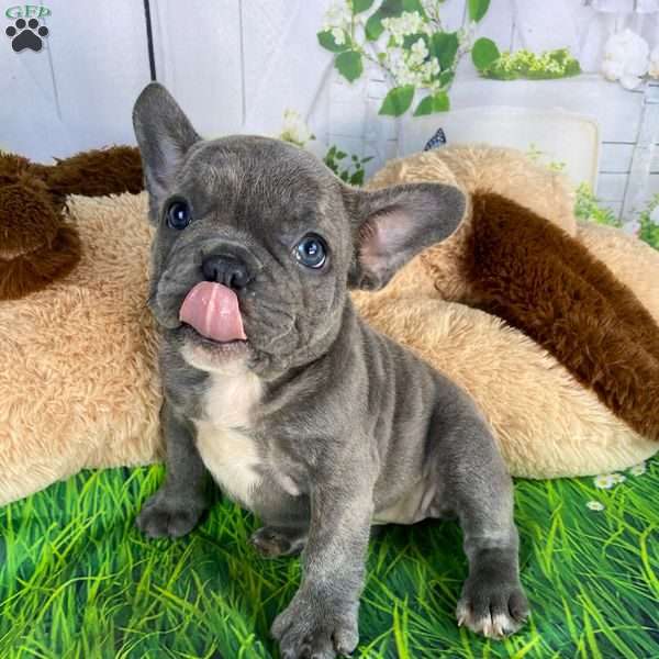 Fancy, French Bulldog Mix Puppy