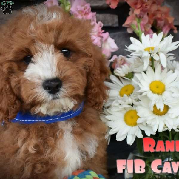 Randy, Cavapoo Puppy