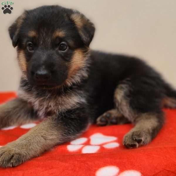 Red - German Shepherd Puppy For Sale in Pennsylvania