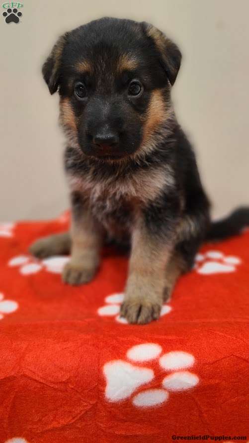 Red - German Shepherd Puppy For Sale in Pennsylvania