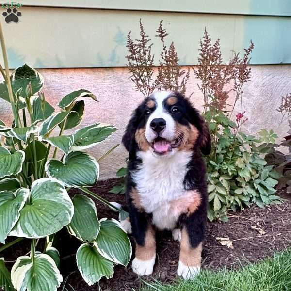 Reese, Bernese Mountain Dog Puppy