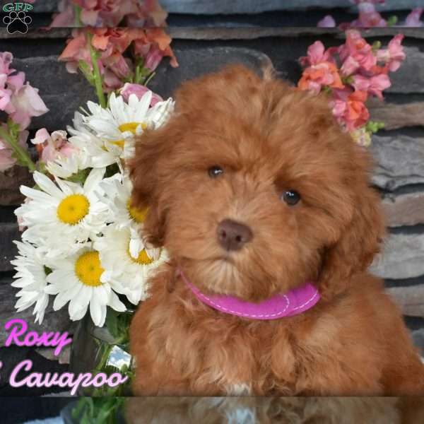 Roxy, Cavapoo Puppy