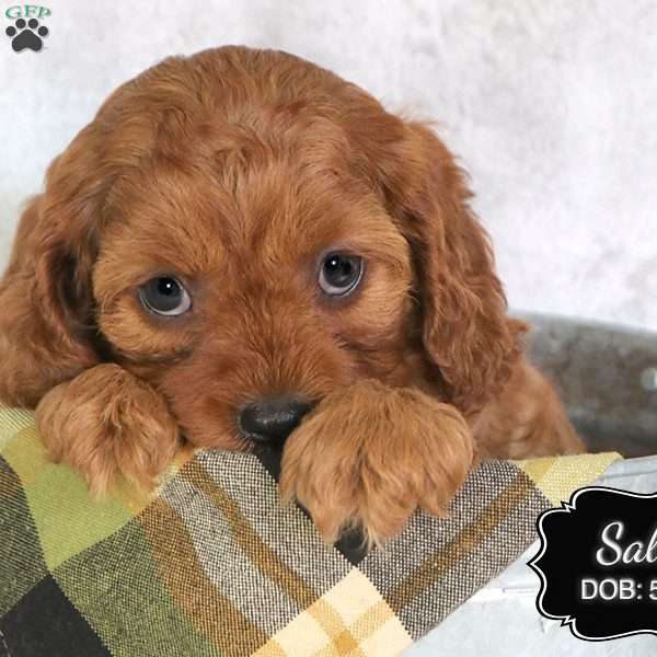 Sally, Cavapoo Puppy