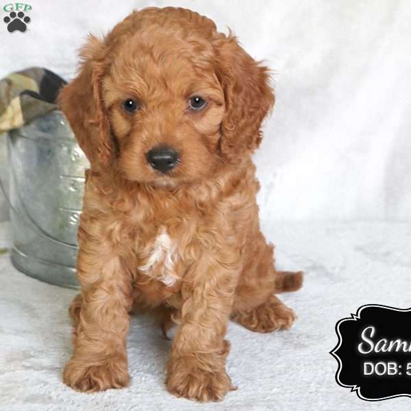 Sammy, Cavapoo Puppy