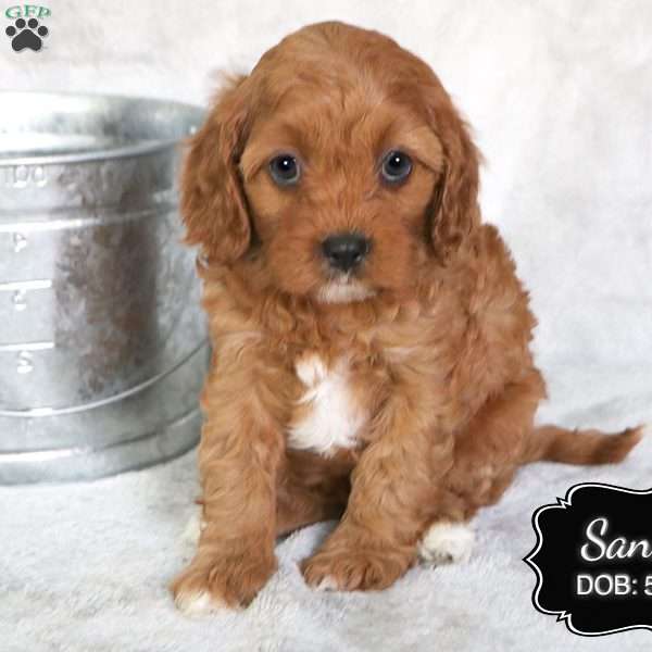 Sandy, Cavapoo Puppy