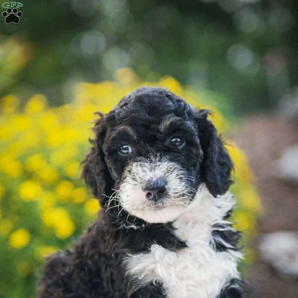 Sarge, Bernedoodle Puppy