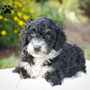 Sarge, Bernedoodle Puppy