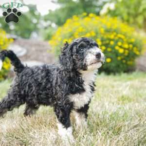 Sarge, Bernedoodle Puppy