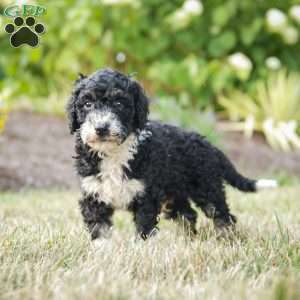 Sarge, Bernedoodle Puppy