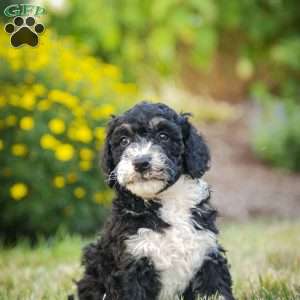 Sarge, Bernedoodle Puppy