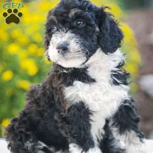 Sarge, Bernedoodle Puppy