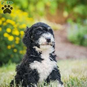 Sarge, Bernedoodle Puppy