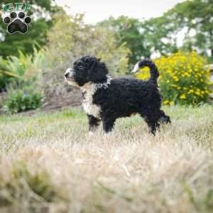 Sarge, Bernedoodle Puppy