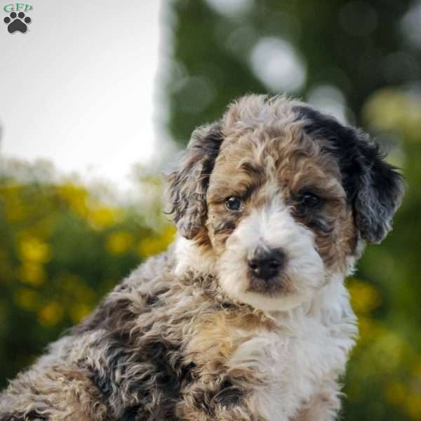 Shooter, Bernedoodle Puppy