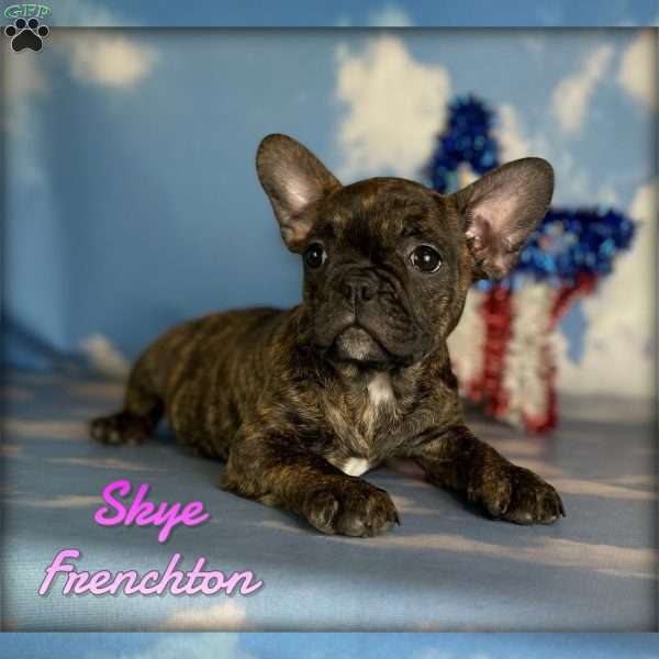 Skye, Frenchton Puppy