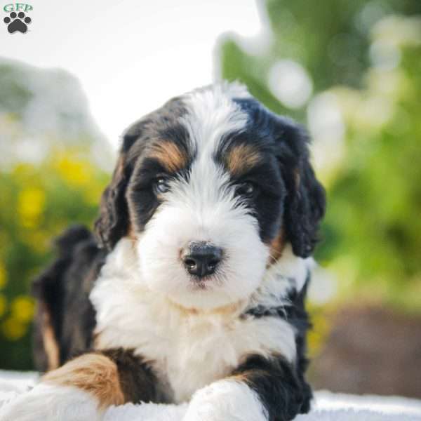 Snicker, Bernedoodle Puppy