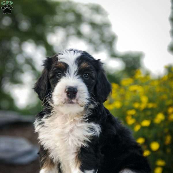 Sport, Bernedoodle Puppy