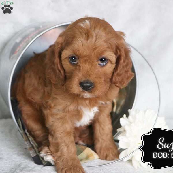 Suzie, Cavapoo Puppy