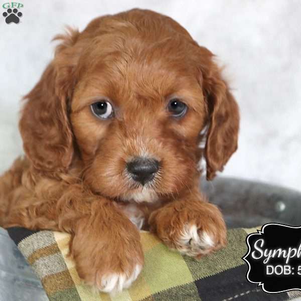 Symphany, Cavapoo Puppy