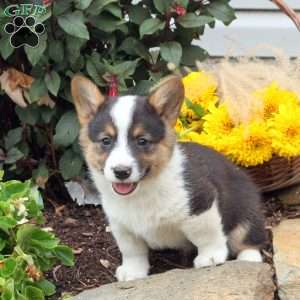 Teddy, Pembroke Welsh Corgi Puppy