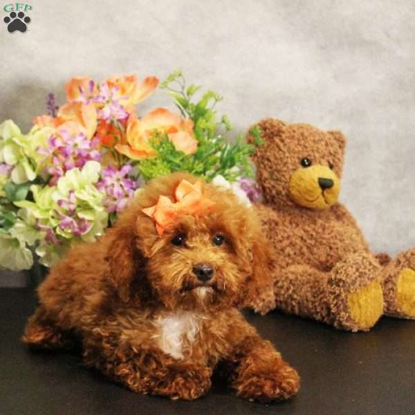 Charlotte, Toy Poodle Puppy