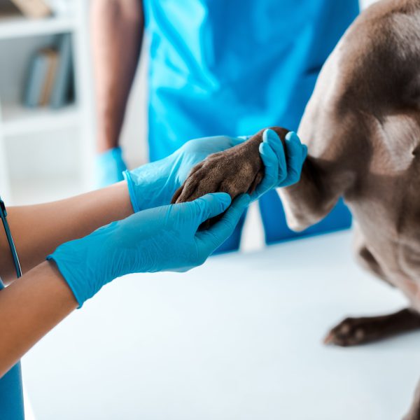 vet checking dog's paw and leg