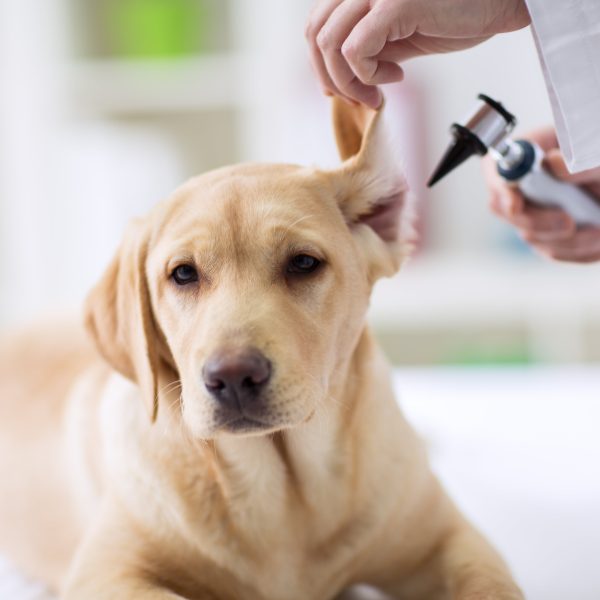 vet examining yellow lab puppy's ears