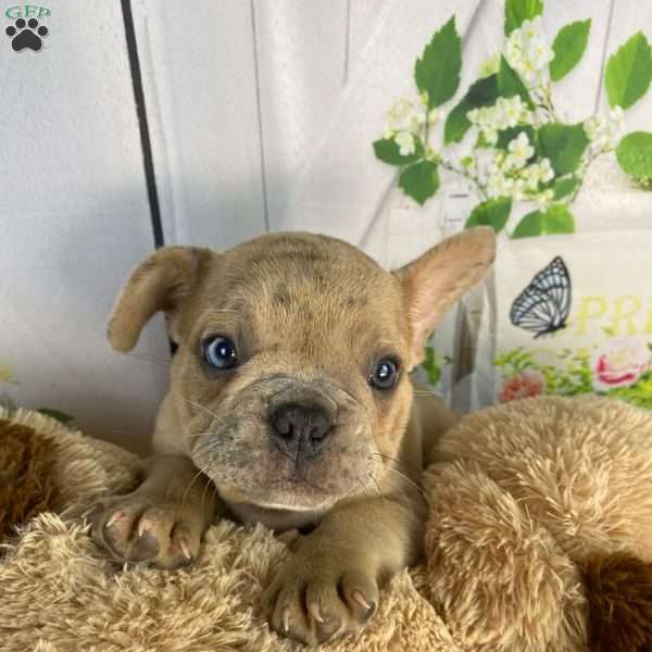 Freddy, French Bulldog Mix Puppy