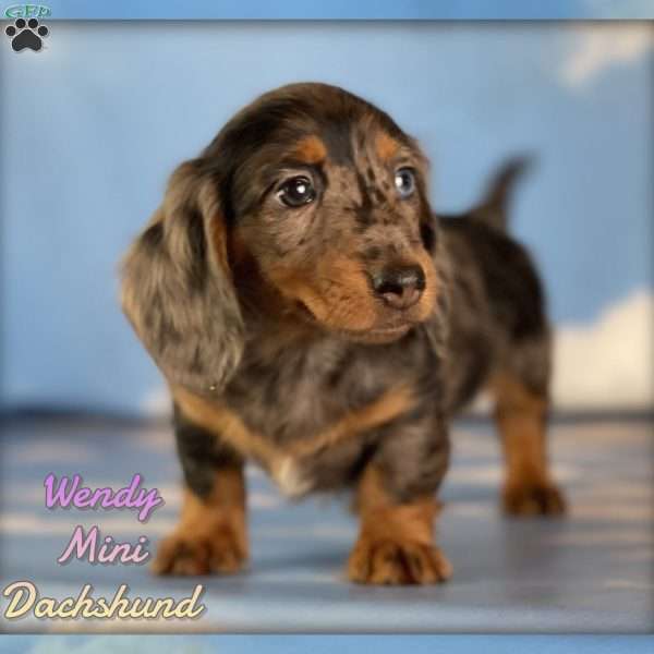 Wendy, Dachshund Puppy