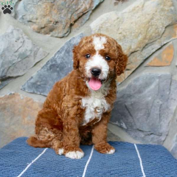 Sammy, Mini Aussiedoodle Puppy