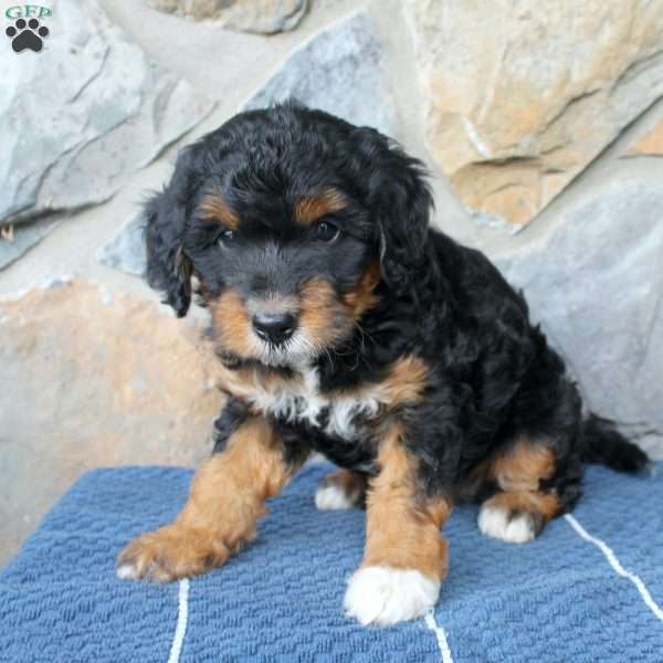 Sue, Mini Aussiedoodle Puppy