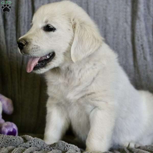 Josie, English Cream Golden Retriever Puppy