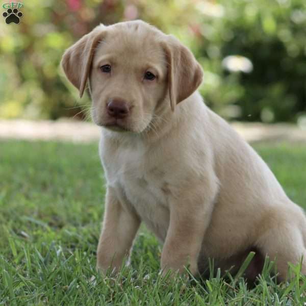 Millie, Yellow Labrador Retriever Puppy