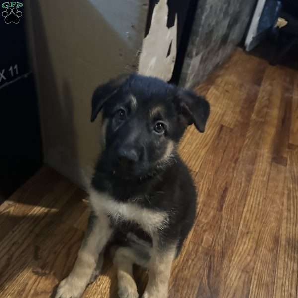 Pink, German Shepherd Puppy