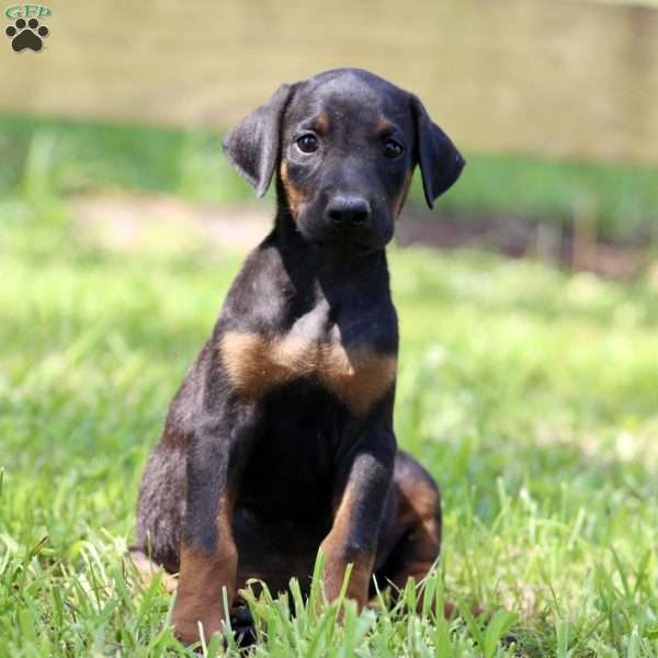 Ember, Doberman Pinscher Puppy